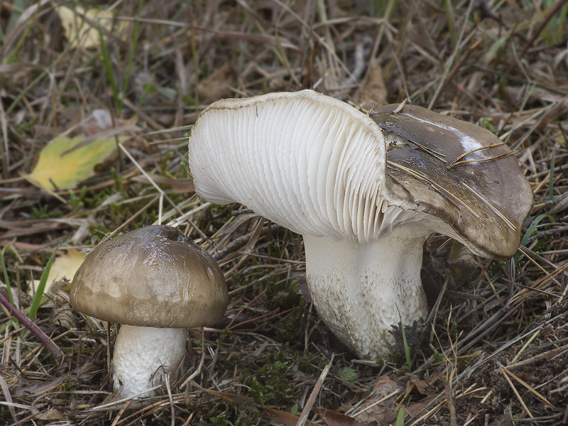 Hygrophorus latitabundus